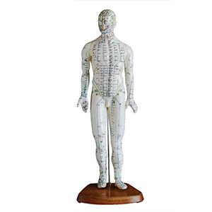 Acupuncture Model 46CM Male